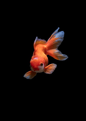 Orange Goldfish Swimming Against a Black Background HD phone wallpaper