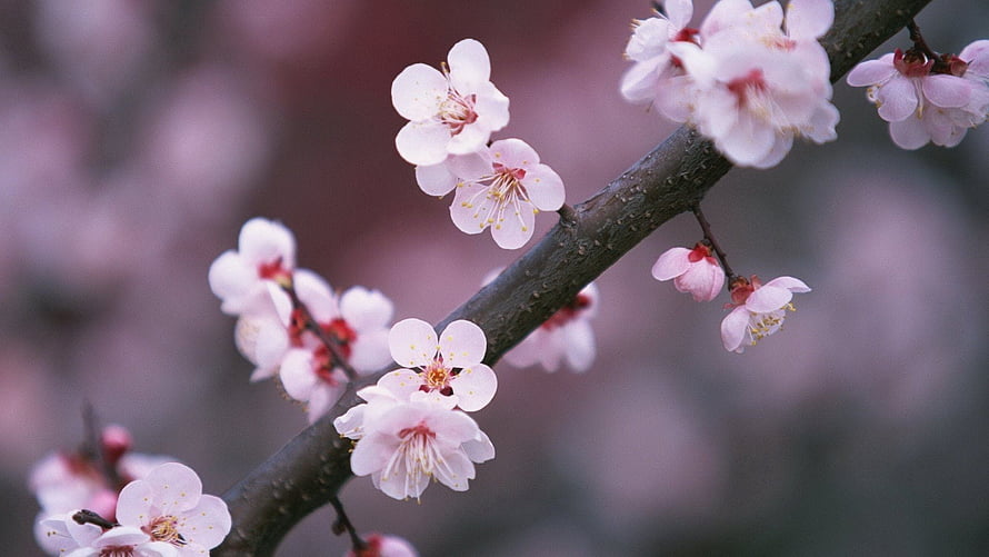 Delicate Pink Peach Blossoms Blooming on a Branch in Spring HD wallpaper