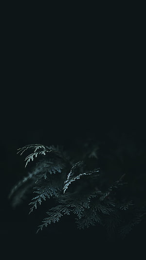 Dark Minimalist Evergreen Branches Against Black Background HD phone wallpaper