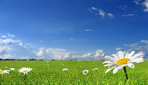 Sunny Meadow With White Daisies And Blue Sky HD wallpaper