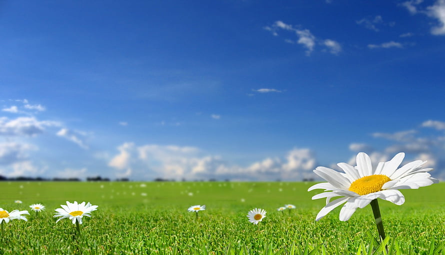 Sunny Meadow With White Daisies And Blue Sky HD wallpaper