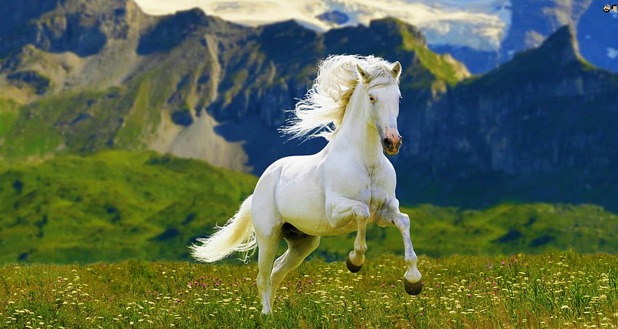 White Stallion Galloping Through Alpine Meadow With Snow-Capped Mountains HD wallpaper