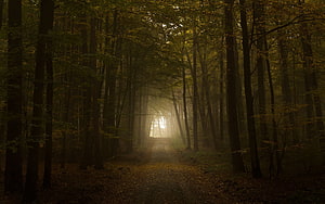 Misty Autumn Forest Path with Golden Sunlight Filtering Through Tall Trees HD wallpaper