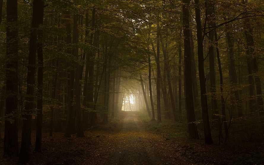 Misty Autumn Forest Path with Golden Sunlight Filtering Through Tall Trees HD wallpaper