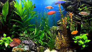 Vibrant freshwater aquarium with lush green aquatic plants and colorful fish swimming among rocks HD wallpaper