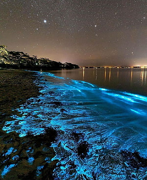 Jervis Bay Bioluminescent Shoreline Under a Starry Night Sky HD phone wallpaper