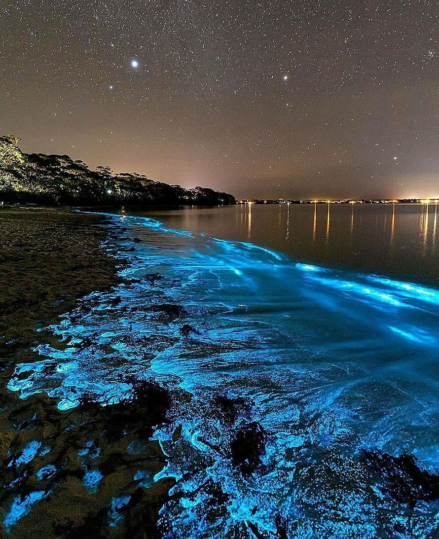 Jervis Bay Bioluminescent Shoreline Under a Starry Night Sky HD phone wallpaper