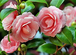 Soft Pink Camellia Blossoms in Full Bloom with Lush Green Foliage HD wallpaper