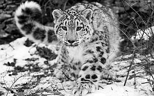 Snow Leopard Stalking Prey Through Snowy Winter Brush In Black And White Wildlife Photography HD wallpaper