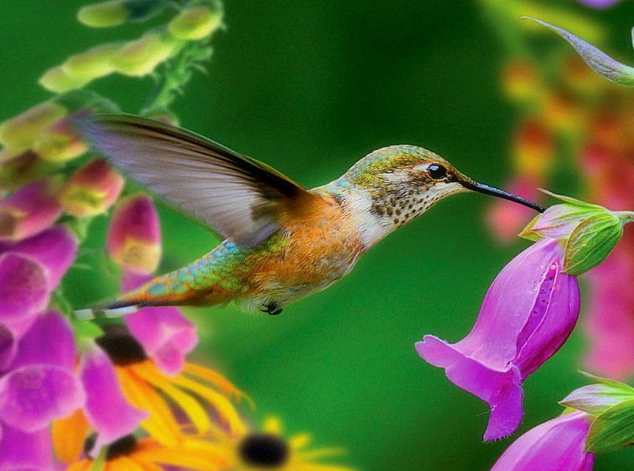 Hummingbird hovering near vibrant pink flowers in a lush green garden setting HD wallpaper