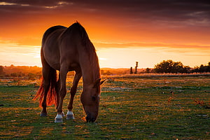 Brown Horse Grazing in a Pasture Under a Dramatic Orange Sunset Sky HD wallpaper
