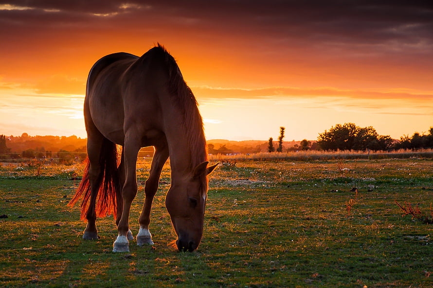Brown Horse Grazing in a Pasture Under a Dramatic Orange Sunset Sky HD wallpaper