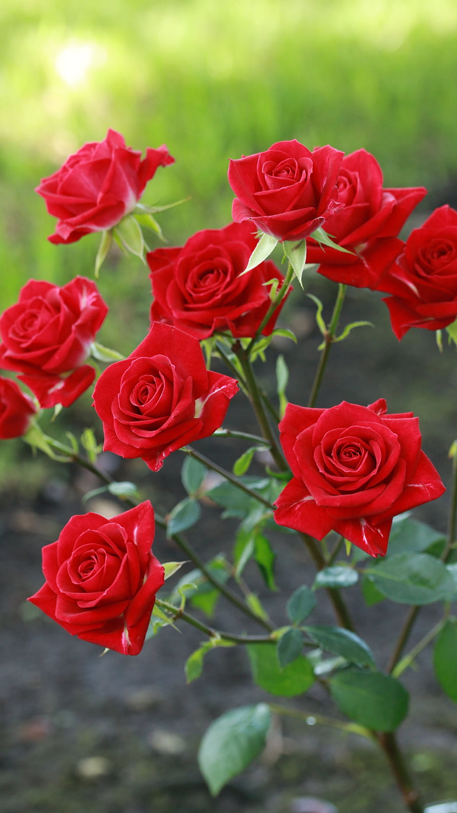 Vibrant Cluster of Deep Red Roses in Full Bloom Against a Soft Green Garden Background HD phone wallpaper