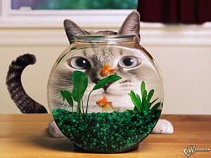 Whimsical Cat Head Inside Glass Fishbowl With Goldfish And Green Plants HD wallpaper