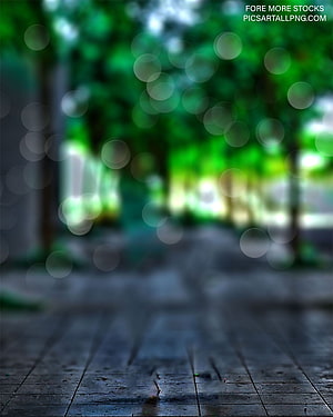 Moody Forest Path with Soft Bokeh and Wet Stone Ground HD phone wallpaper