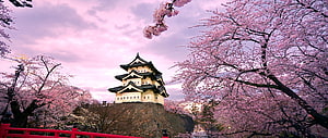 Hirosaki Castle in Japan framed by blooming cherry blossoms under a soft pink spring sky HD wallpaper