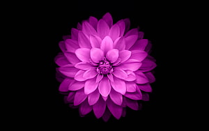 Vibrant Purple Dahlia Bloom Isolated on Black Background HD wallpaper