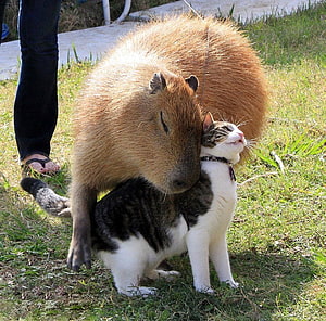 Capybara and Tabby Cat Snuggling Together on a Sunny Grassy Lawn HD wallpaper