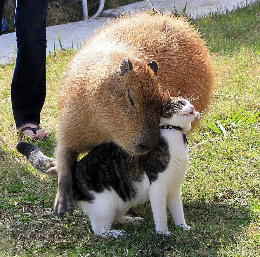 Capybara and Tabby Cat Snuggling Together on a Sunny Grassy Lawn HD wallpaper