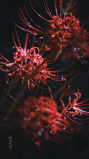 Red Spider Lily Higanbana Blooming in Dark Nighttime Setting HD phone wallpaper