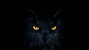 Majestic Black Owl With Glowing Amber Eyes In Deep Darkness HD wallpaper