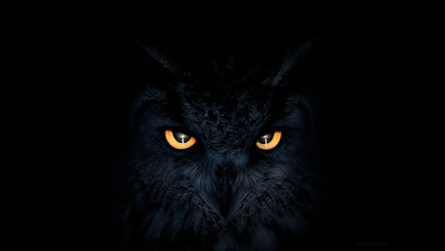 Majestic Black Owl With Glowing Amber Eyes In Deep Darkness HD wallpaper