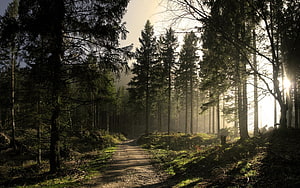 Sunlit Forest Path in the Black Forest of Germany with Tall Pines and Morning Mist HD wallpaper