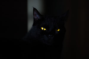 Mysterious Black Cat with Glowing Yellow Eyes in Dramatic Low Light HD wallpaper