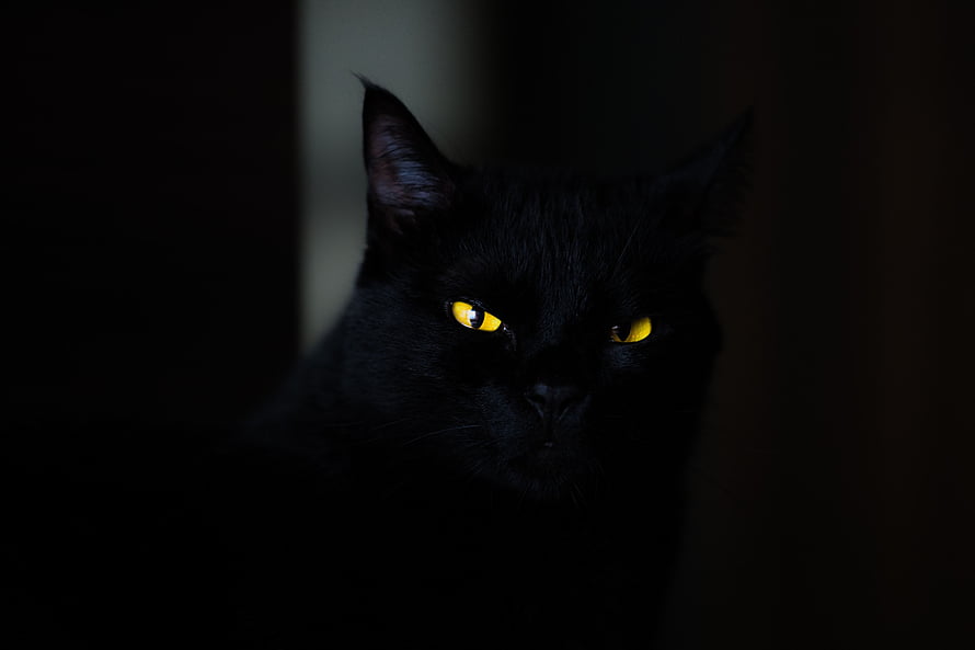 Mysterious Black Cat with Glowing Yellow Eyes in Dramatic Low Light HD wallpaper