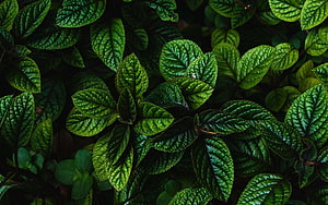 Dark Green Foliage Close Up With Deep Vein Texture And Lush Plant Details HD wallpaper