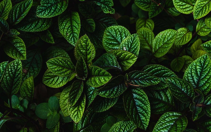 Dark Green Foliage Close Up With Deep Vein Texture And Lush Plant Details HD wallpaper