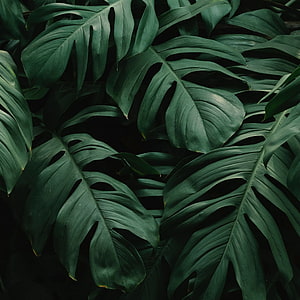 Dark Monstera Leaves Aesthetic Nature Background HD phone wallpaper