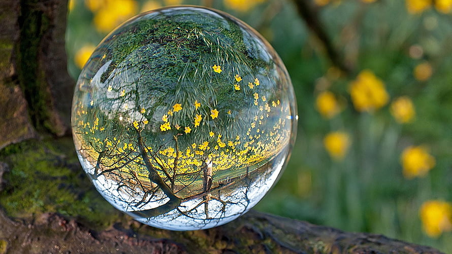 Crystal Glass Sphere Capturing Inverted Spring Landscape with Yellow Daffodils and Mossy Tree Bark HD wallpaper