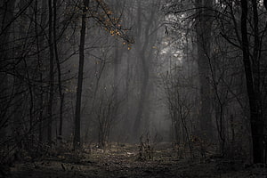Misty Autumn Forest Path with Bare Trees and Foggy Atmosphere HD wallpaper