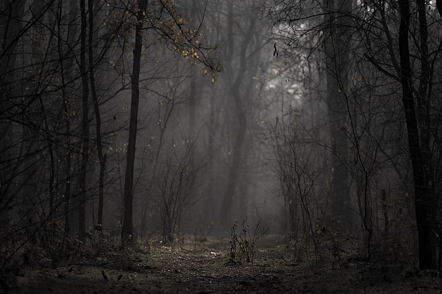 Misty Autumn Forest Path with Bare Trees and Foggy Atmosphere HD wallpaper
