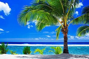 Lush Palm Tree on White Sand Beach with Turquoise Ocean and Bright Blue Sky HD wallpaper