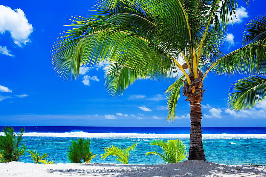 Lush Palm Tree on White Sand Beach with Turquoise Ocean and Bright Blue Sky HD wallpaper
