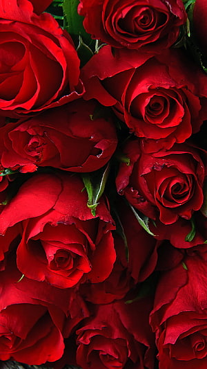 Vibrant Red Rose Bouquet Close-Up for Valentine's Day and Romantic Love Themes HD phone wallpaper
