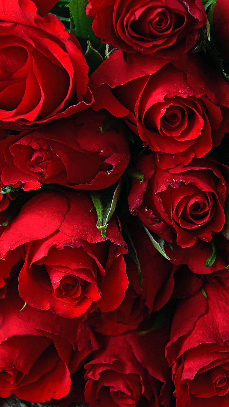 Vibrant Red Rose Bouquet Close-Up for Valentine's Day and Romantic Love Themes HD phone wallpaper