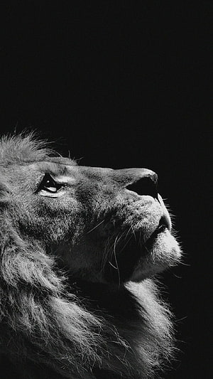 Majestic Male Lion Profile in Dramatic Black and White Photography HD phone wallpaper
