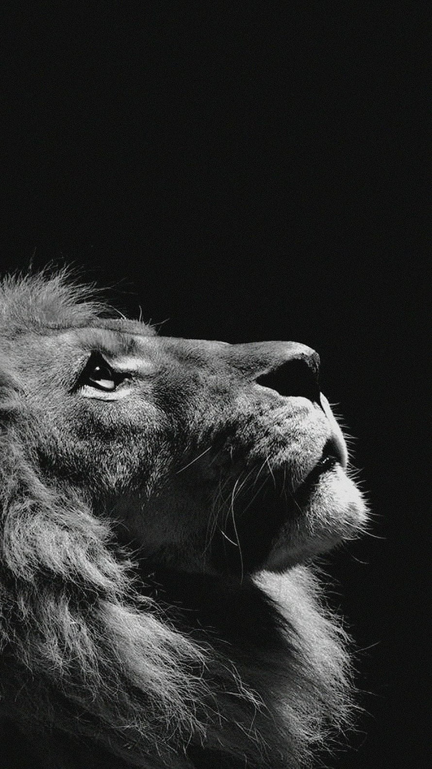 Majestic Male Lion Profile in Dramatic Black and White Photography HD phone wallpaper