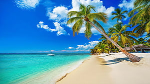Tropical Paradise Beach with Leaning Palm Trees and Turquoise Ocean Water HD wallpaper