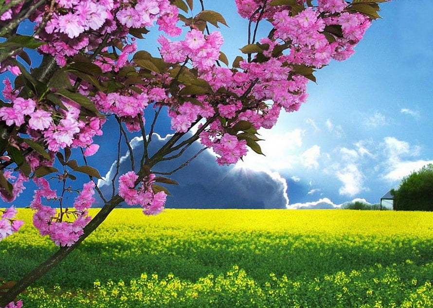 Vibrant Pink Cherry Blossoms Over a Golden Yellow Flower Field Under a Bright Blue Sky HD wallpaper