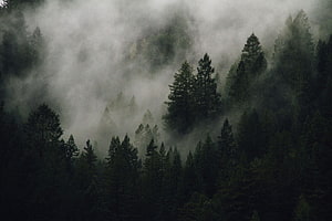 Misty Evergreen Forest Landscape with Dark Pine Trees and Rolling Fog HD wallpaper