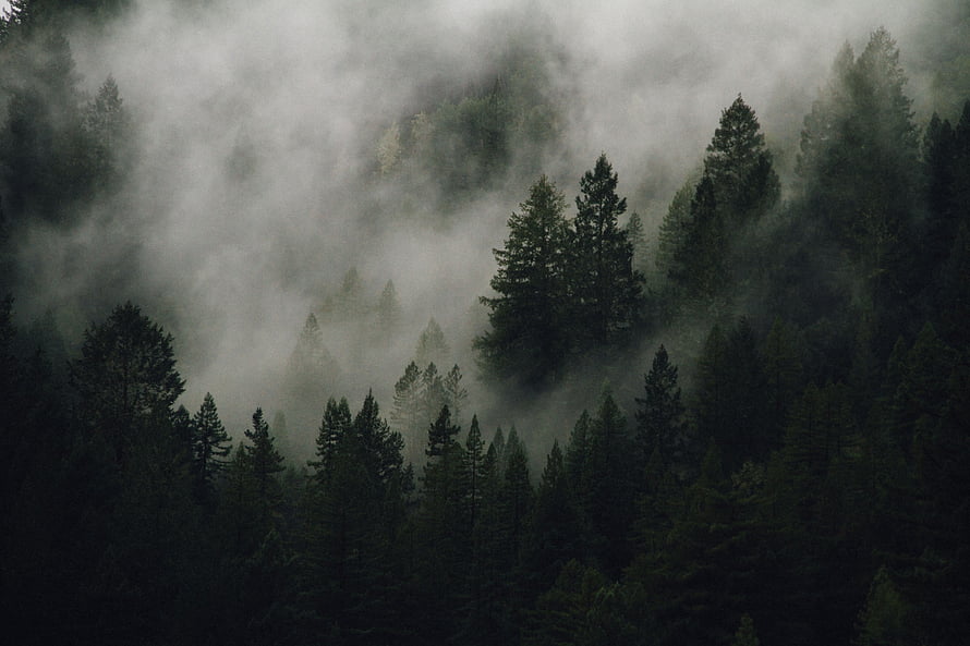 Misty Evergreen Forest Landscape with Dark Pine Trees and Rolling Fog HD wallpaper