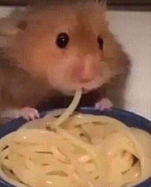 Cute Golden Hamster Eating Spaghetti Pasta From A Blue Bowl HD phone wallpaper