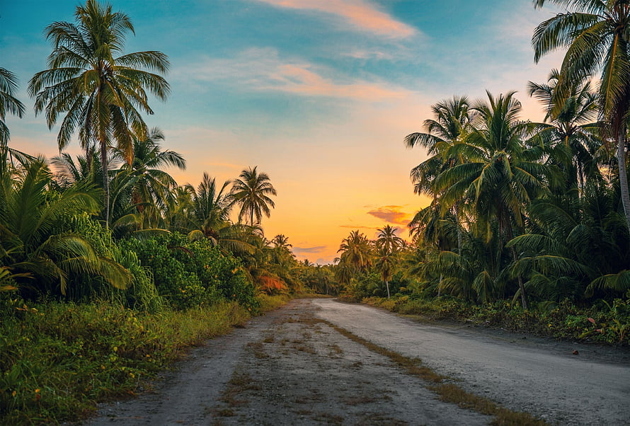 Tropical Village Road Lined With Coconut Palms At Golden Sunset HD wallpaper