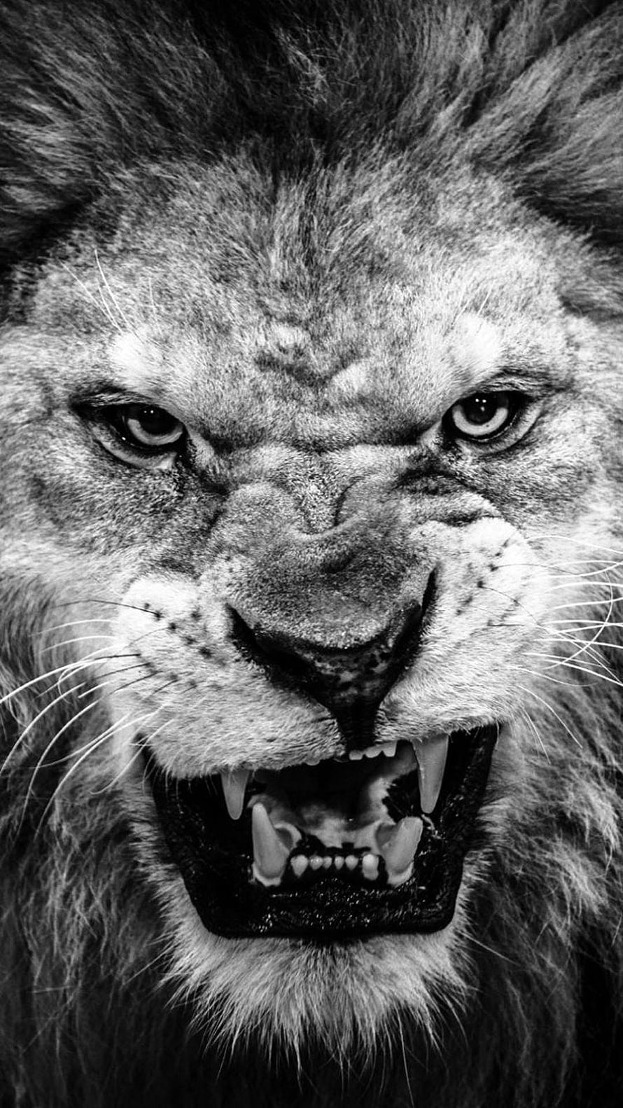 Intense Black and White Close-Up of a Roaring Male Lion with Fierce Expression HD phone wallpaper