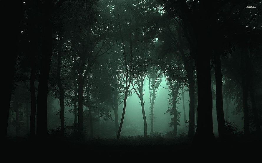 Misty Dark Forest at Night with Eerie Green Glow and Silhouetted Trees HD wallpaper