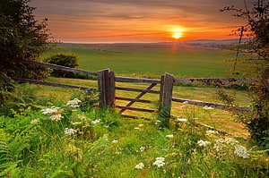 Rustic wooden gate in a lush green meadow with wildflowers at golden sunrise HD wallpaper